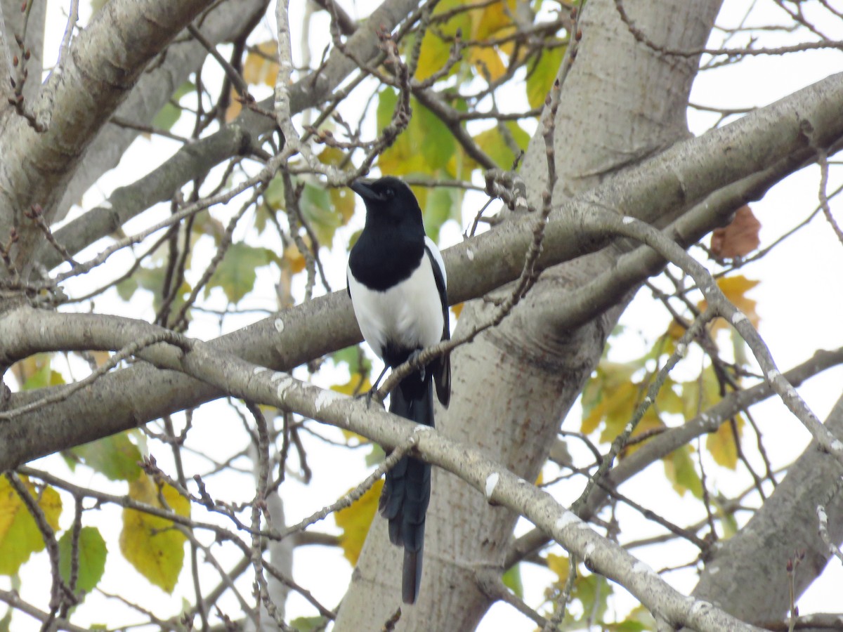 Eurasian Magpie - ML646733618