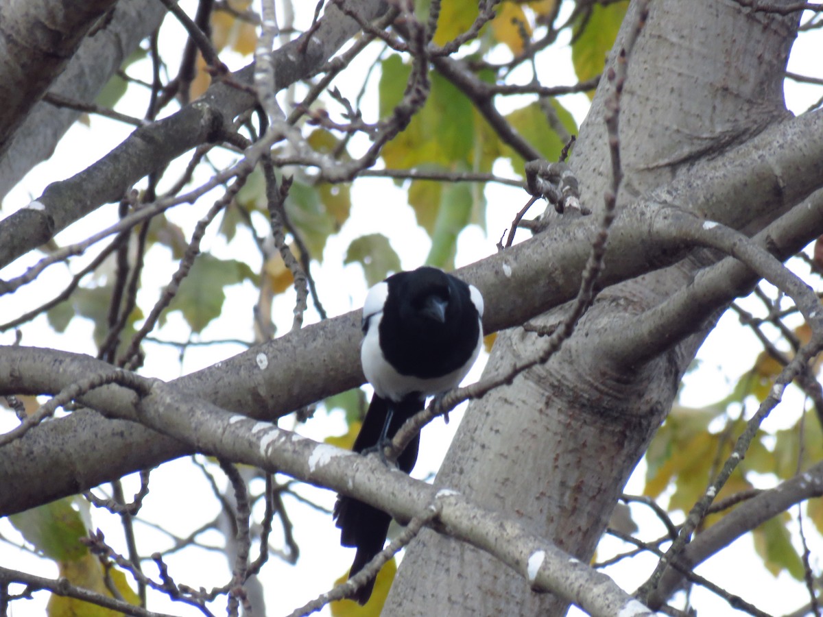Eurasian Magpie - ML646733619