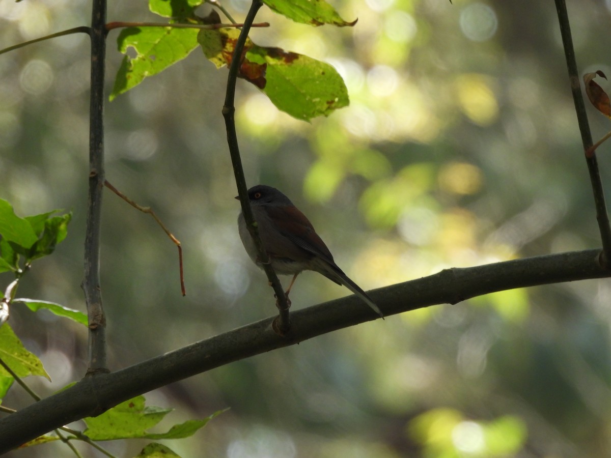 Junco Ojilumbre - ML646733623