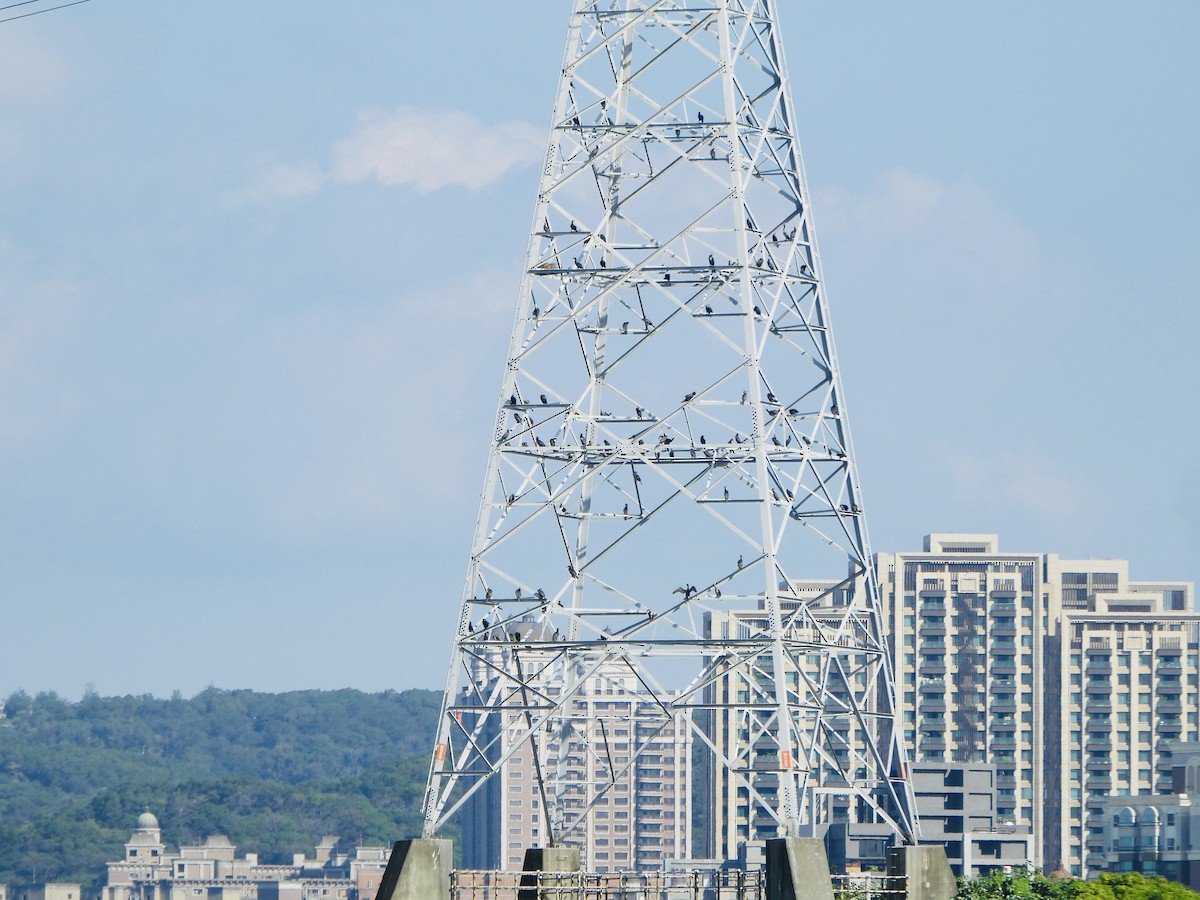 Great Cormorant - ML646733631