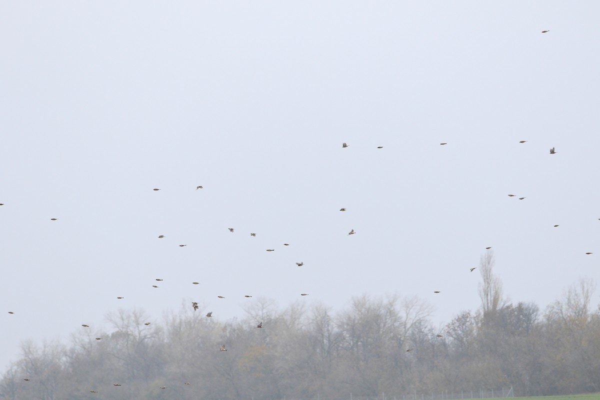 Brambling - ML646733632