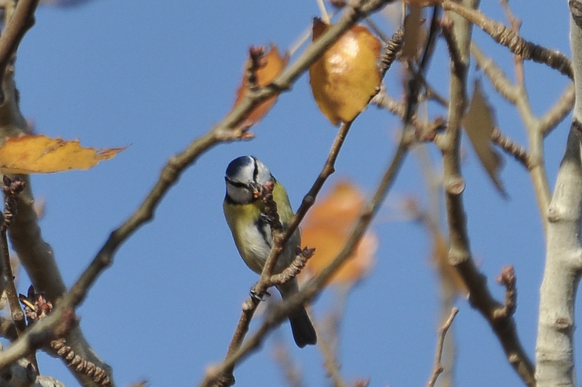 Eurasian Blue Tit - ML646733639