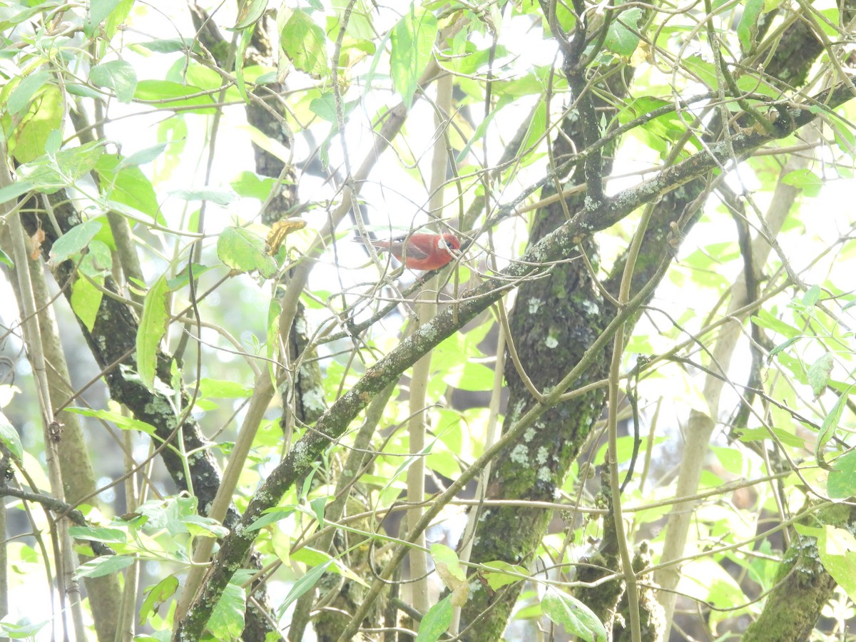 Red Warbler (White-cheeked) - ML646733641