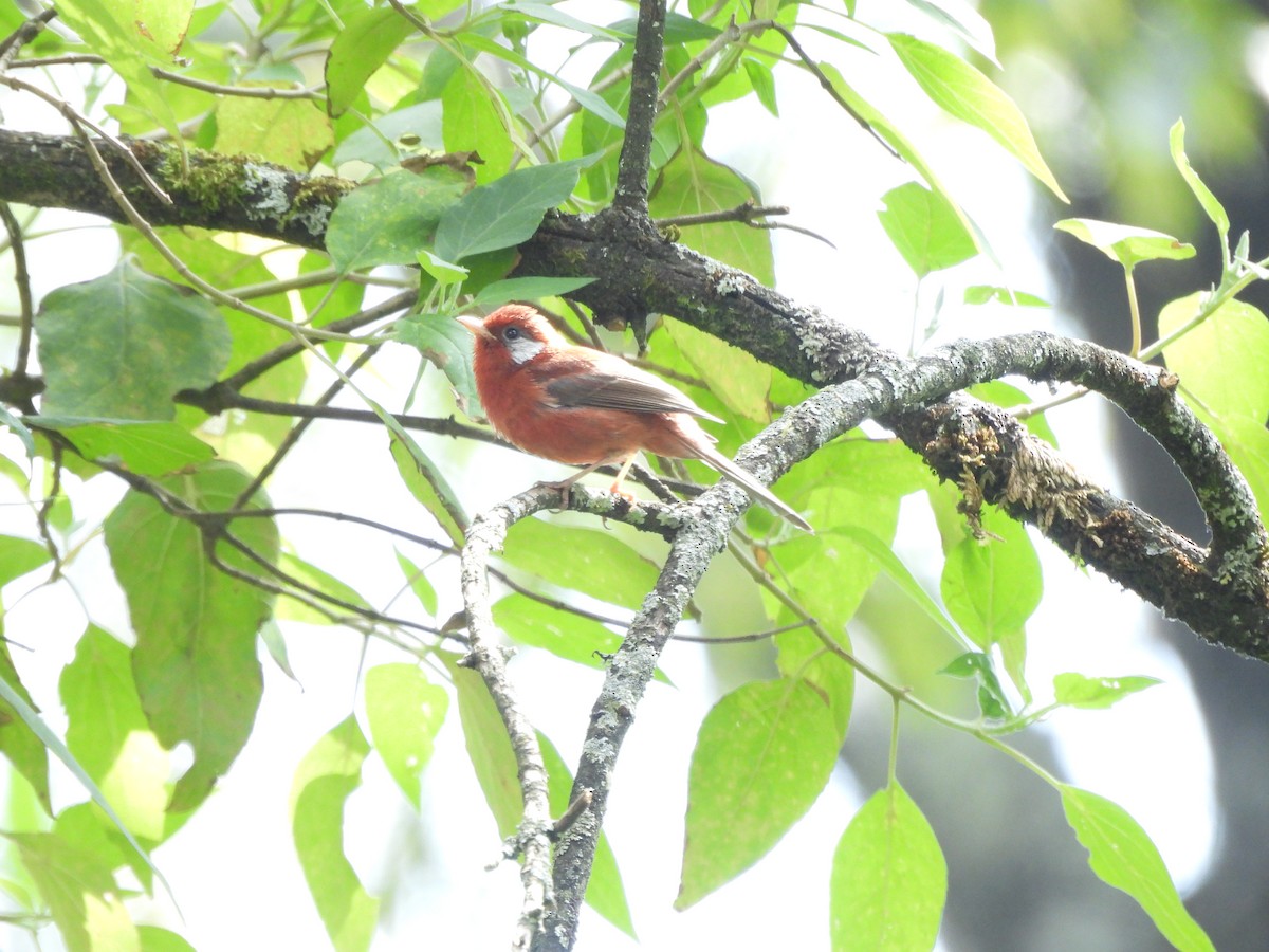 Red Warbler (White-cheeked) - ML646733642