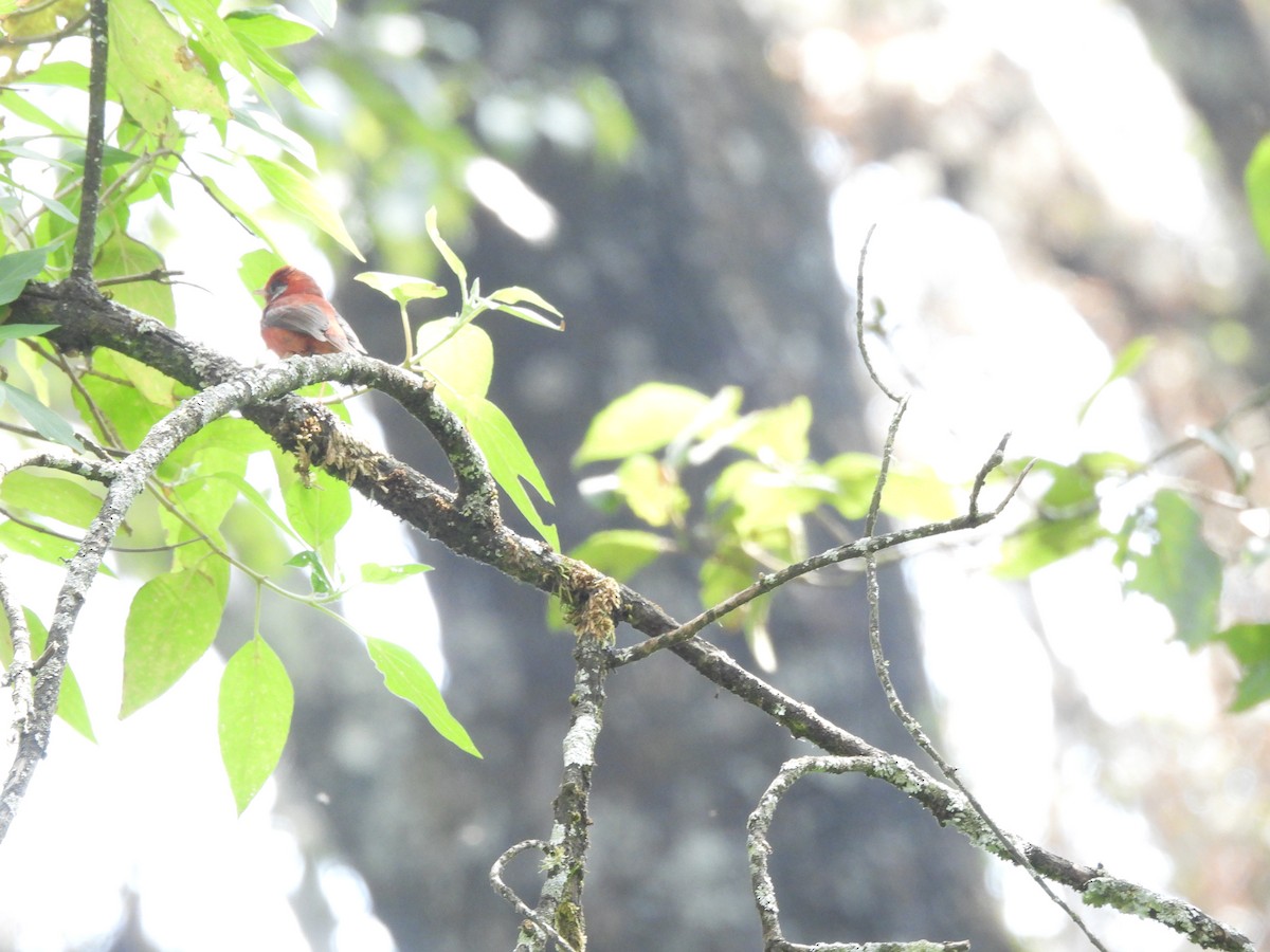 Red Warbler (White-cheeked) - ML646733643