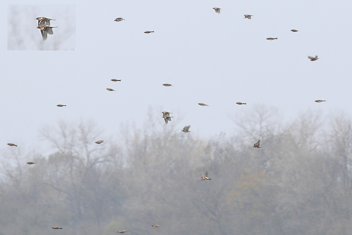 Brambling - ML646733644