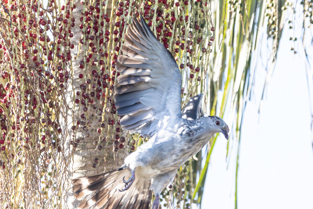 Topknot Pigeon - ML646733647