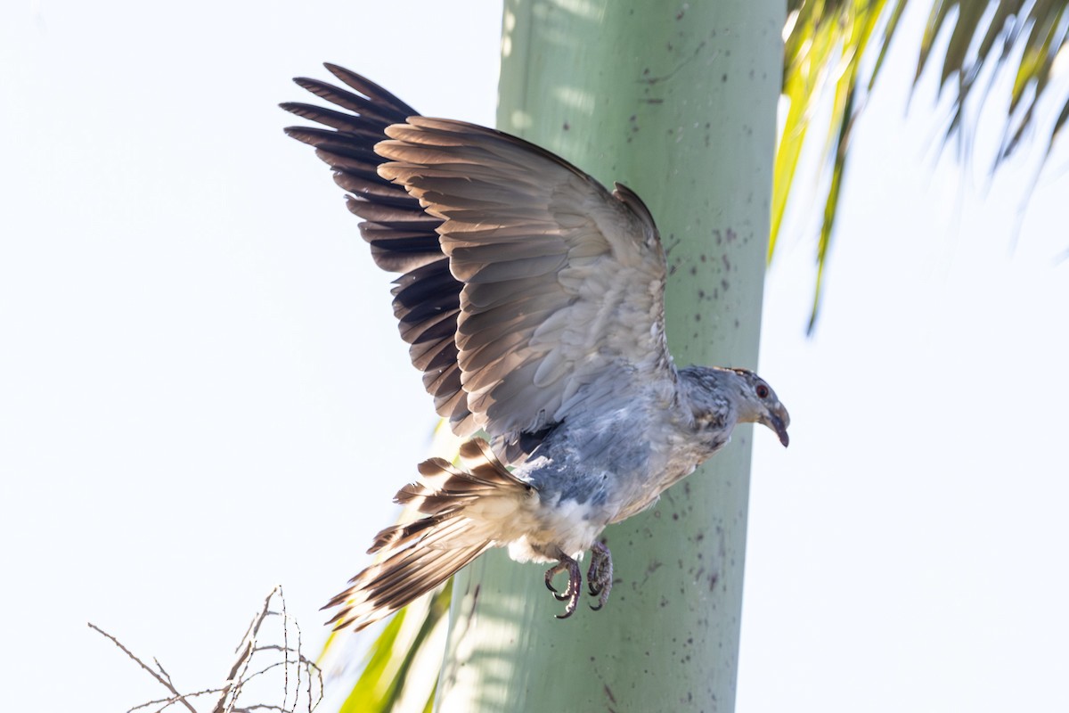 Topknot Pigeon - ML646733648