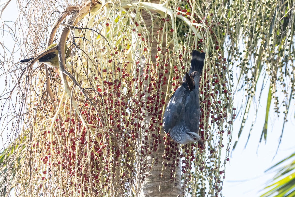 Topknot Pigeon - ML646733649