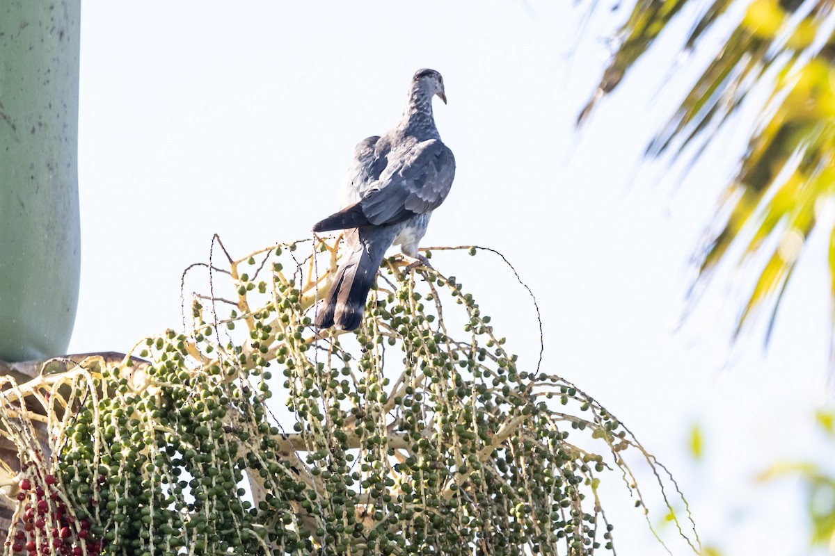Topknot Pigeon - ML646733650