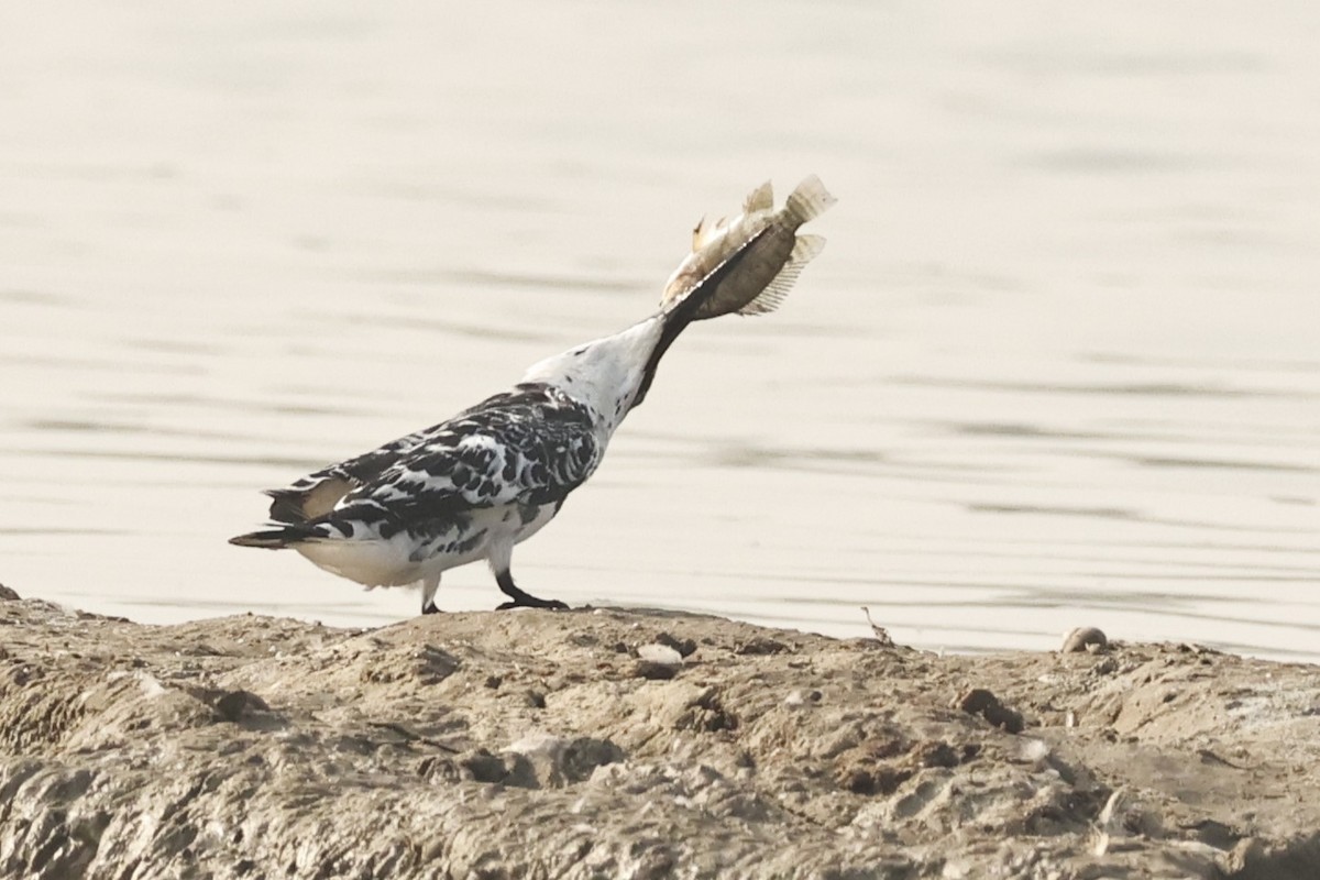 Pied Kingfisher - ML646733669