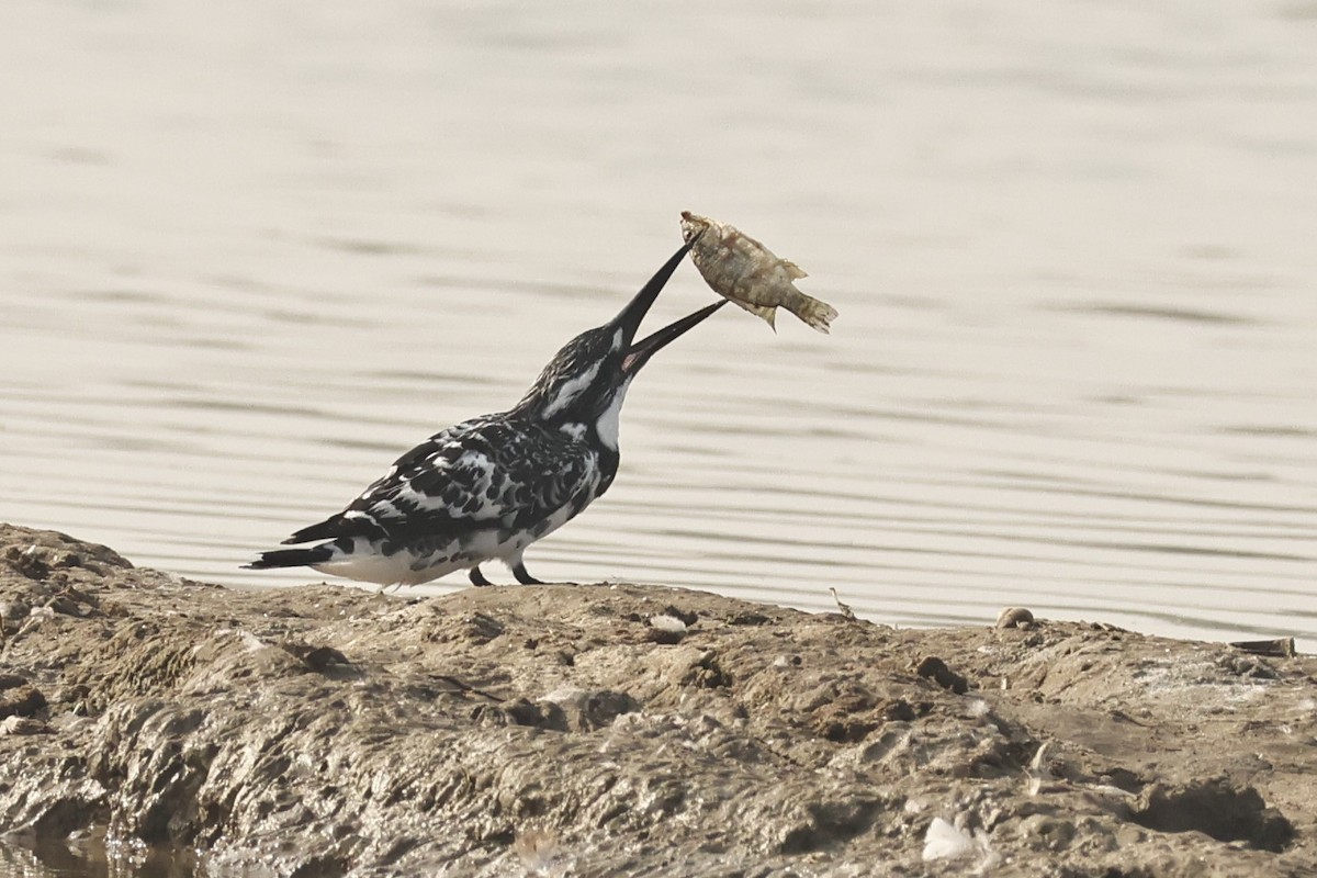 Pied Kingfisher - ML646733670