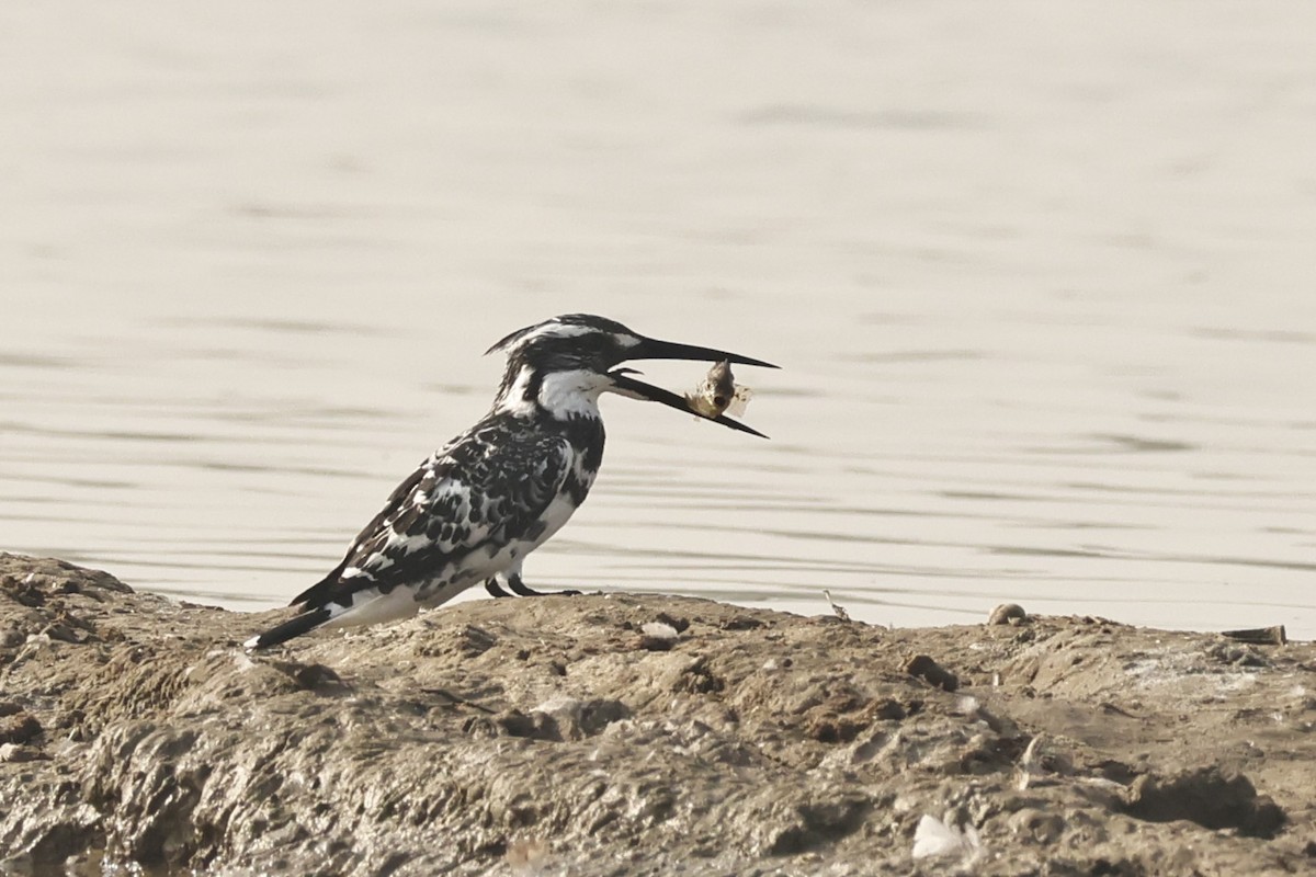 Pied Kingfisher - ML646733671