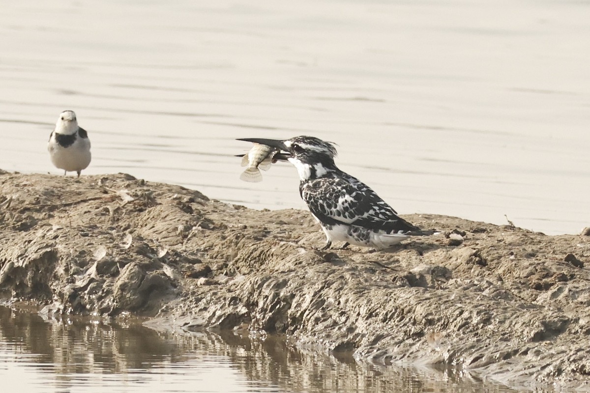 Pied Kingfisher - ML646733672