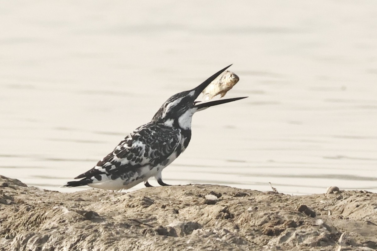 Pied Kingfisher - ML646733673