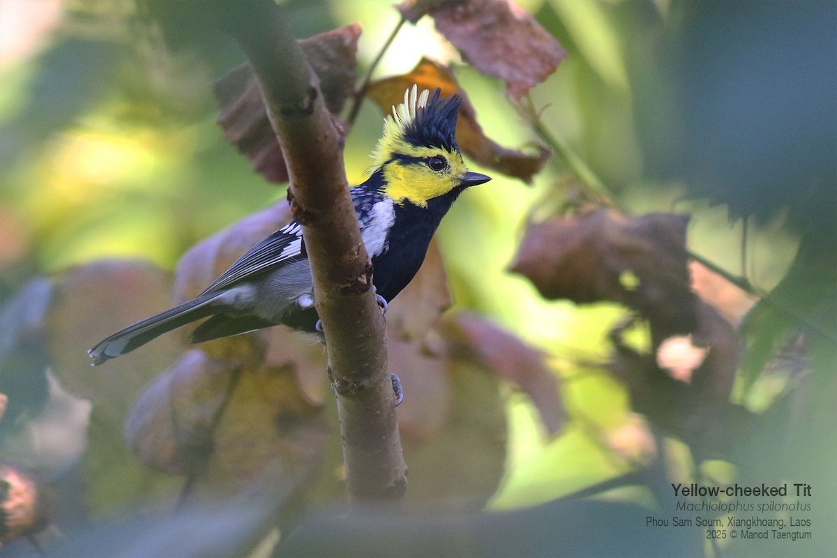 Carbonero Carigualdo Chino - ML646733676