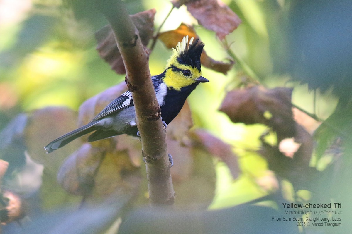 Carbonero Carigualdo Chino - ML646733677