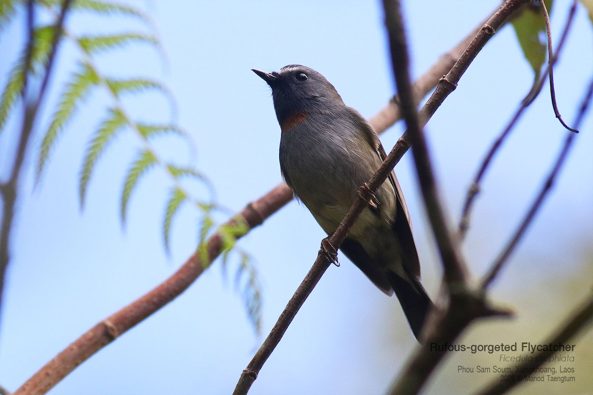 Papamoscas Gorjirrojo - ML646733678