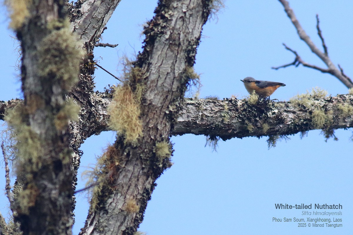 Trepador del Himalaya - ML646733679