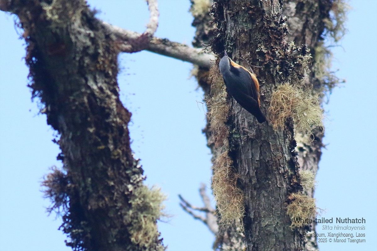 Trepador del Himalaya - ML646733680