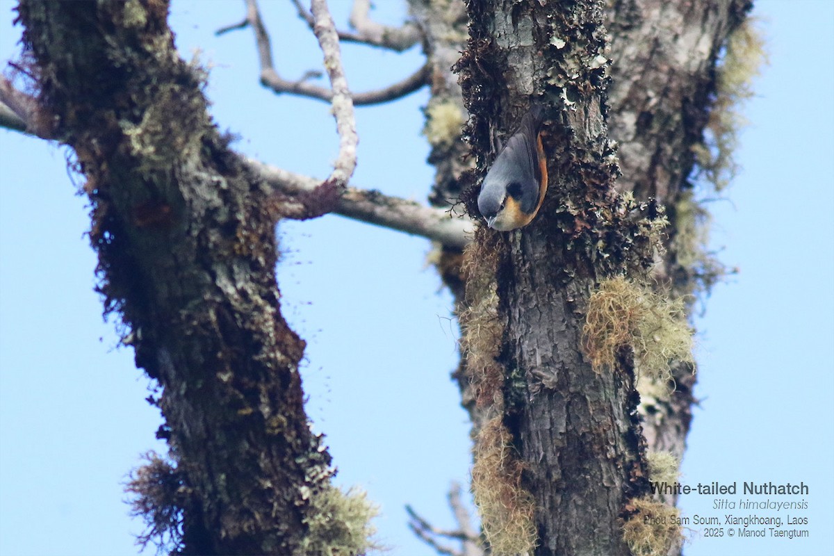 Trepador del Himalaya - ML646733681