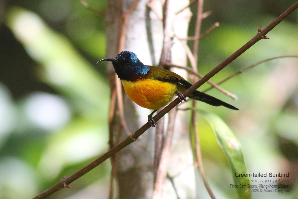 Suimanga Coliverde - ML646733683