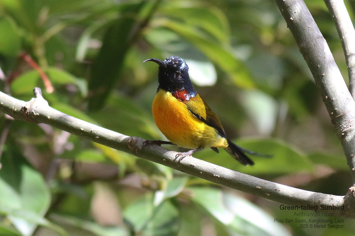 Suimanga Coliverde - ML646733684