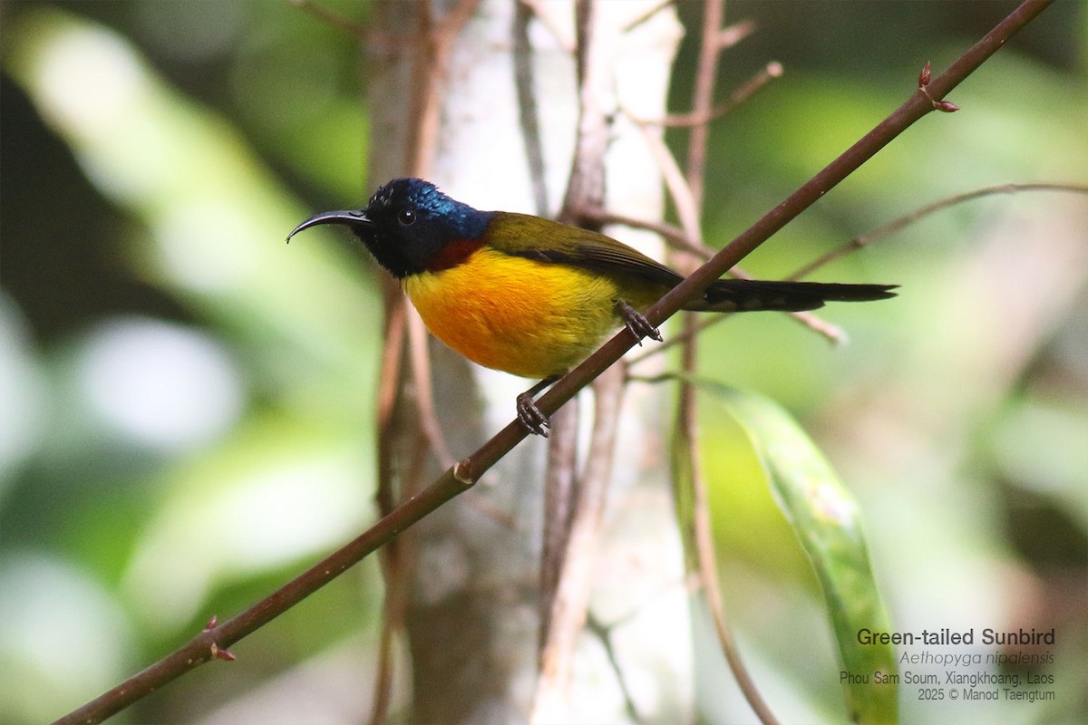 Suimanga Coliverde - ML646733685