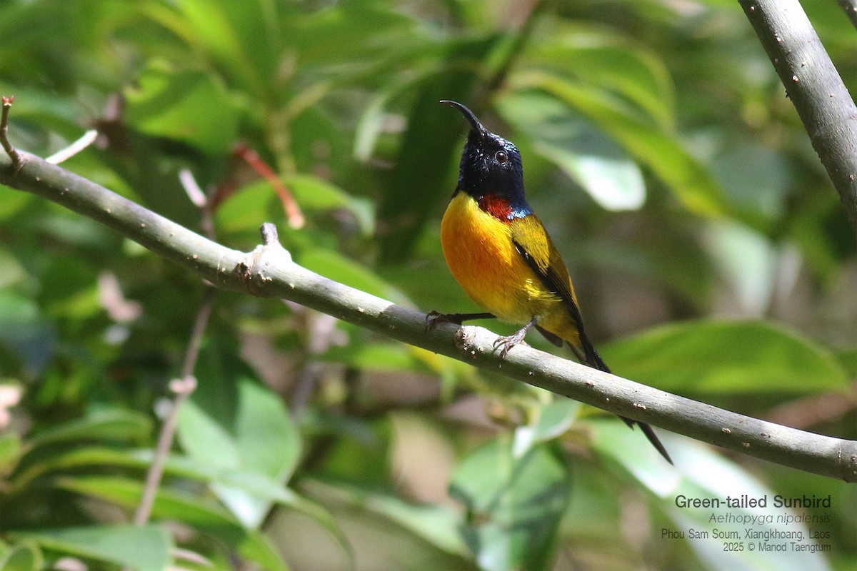 Suimanga Coliverde - ML646733686