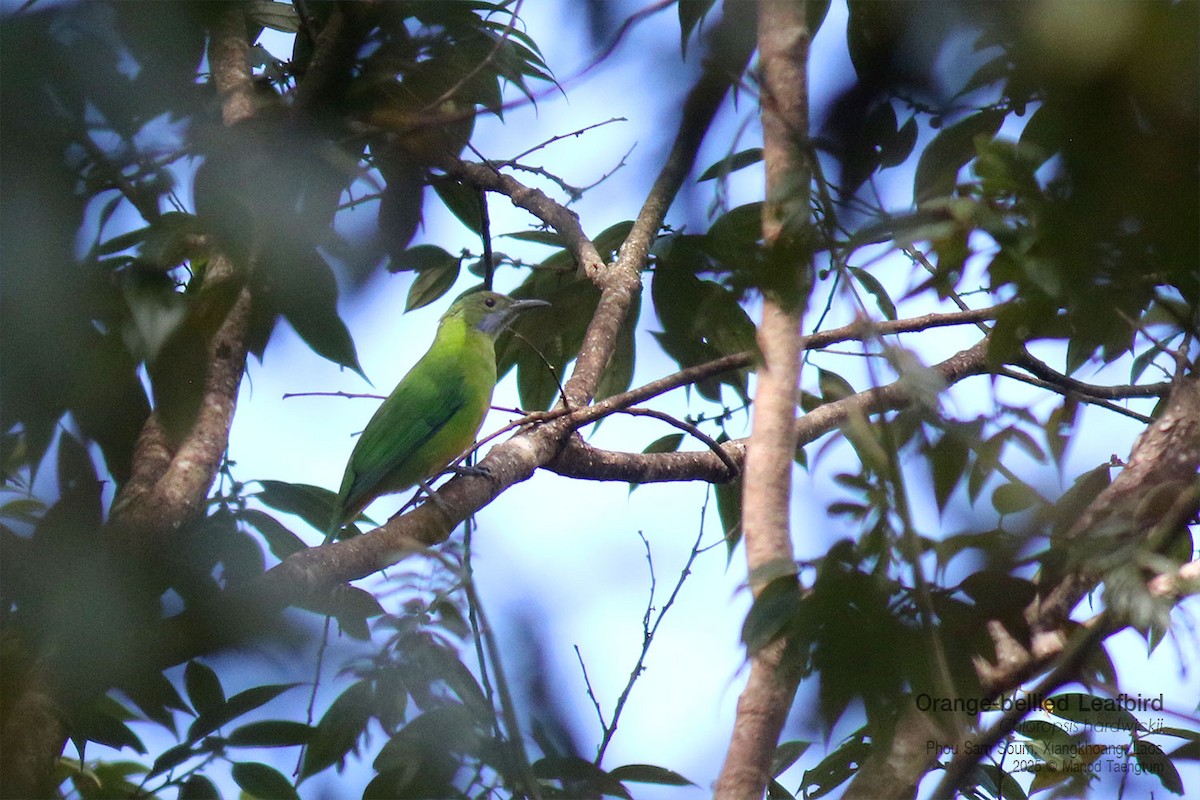 Verdín Ventrinaranja - ML646733687