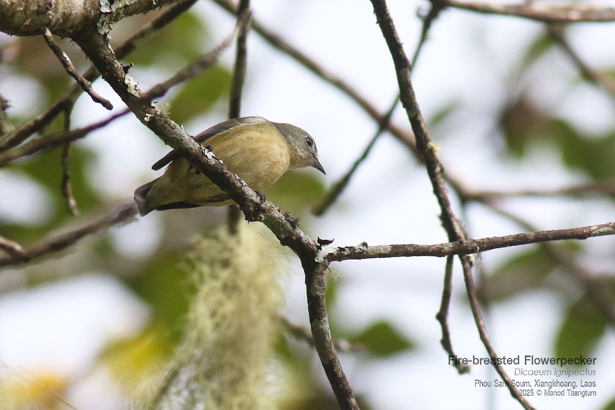 Picaflores Pechofuego - ML646733690