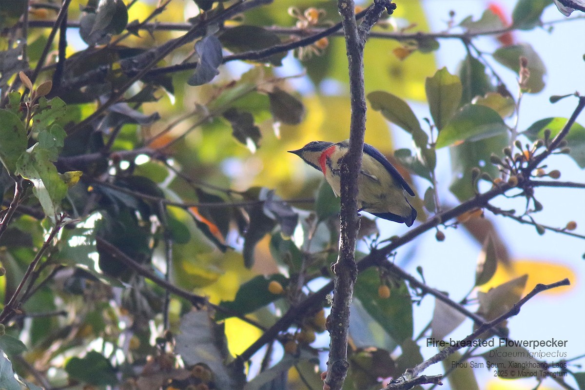 Picaflores Pechofuego - ML646733691
