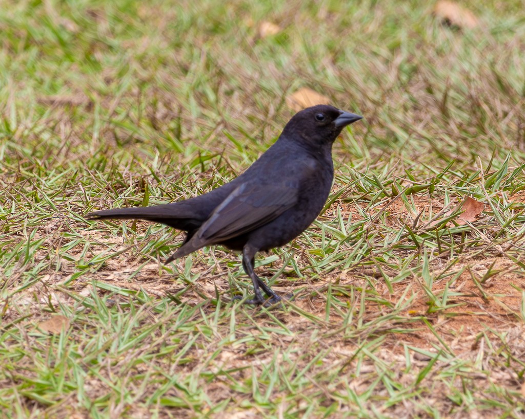 Shiny Cowbird - ML646733696