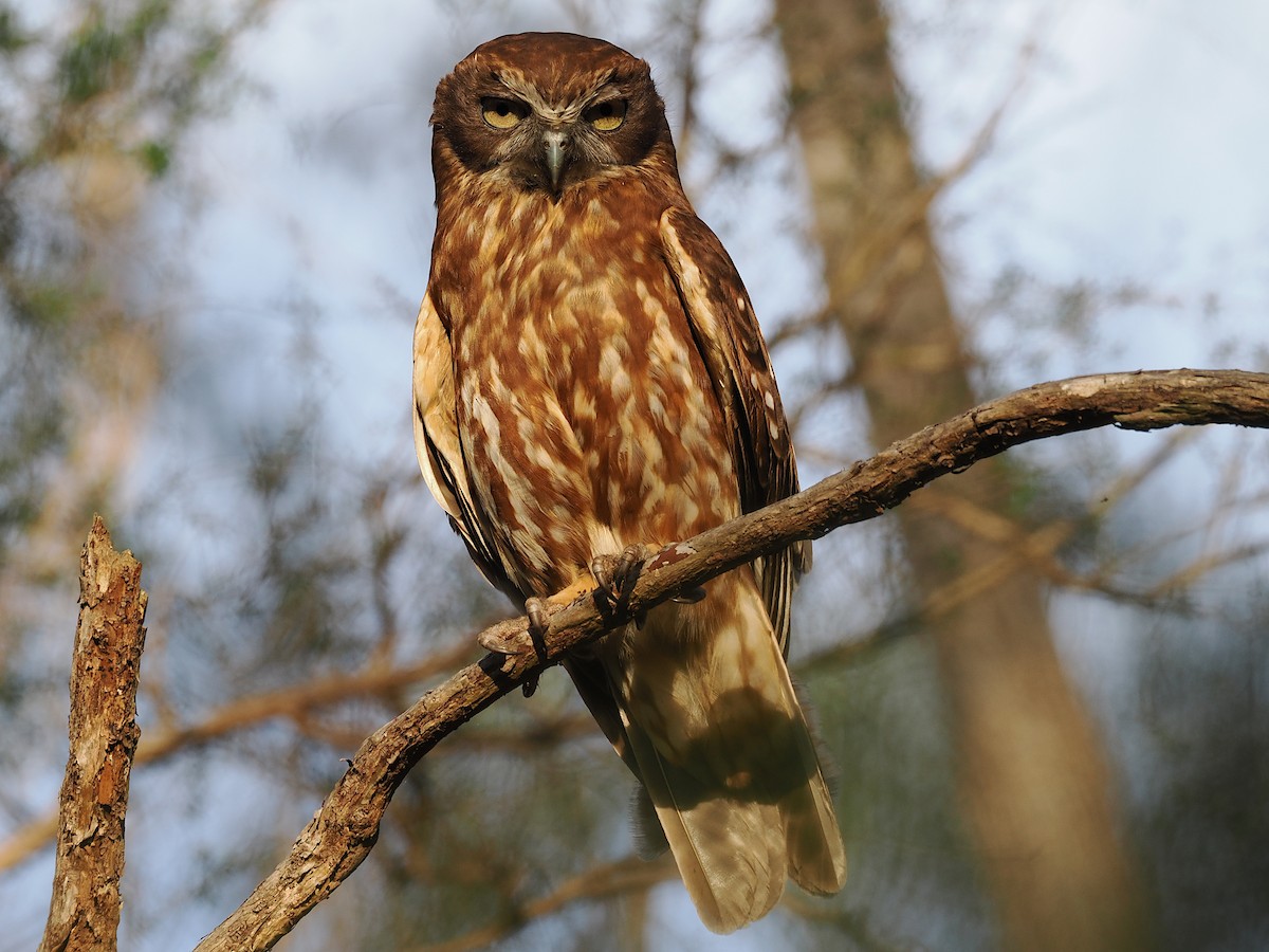 Австралийская иглоногая сова [группа boobook] - ML646733697