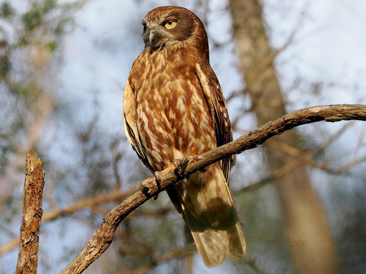 Австралийская иглоногая сова [группа boobook] - ML646733698