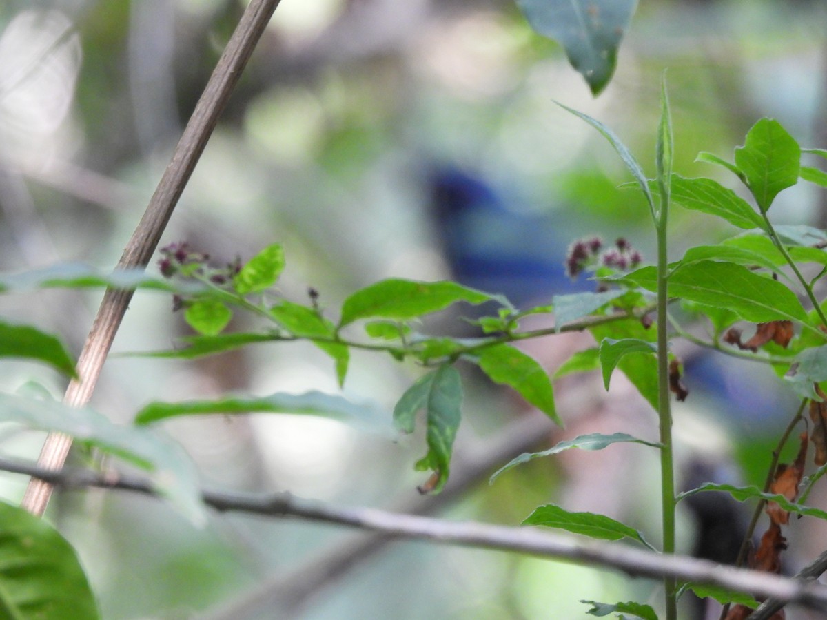 Kuitlakotxe urdina - ML646733699