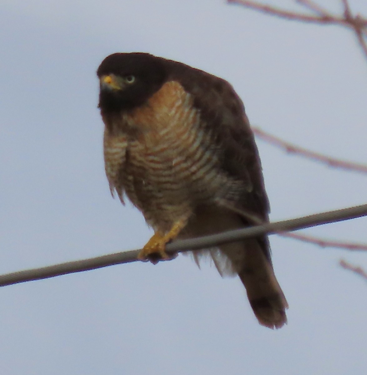 Roadside Hawk - ML646733706