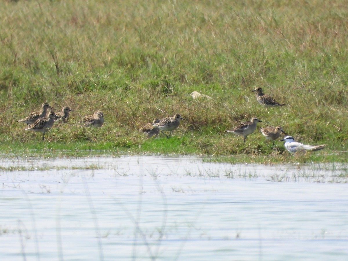 Chorlito Dorado Siberiano - ML646733707