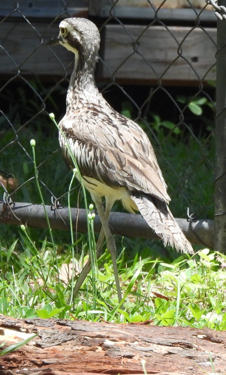 Alcaraván Colilargo - ML646733708