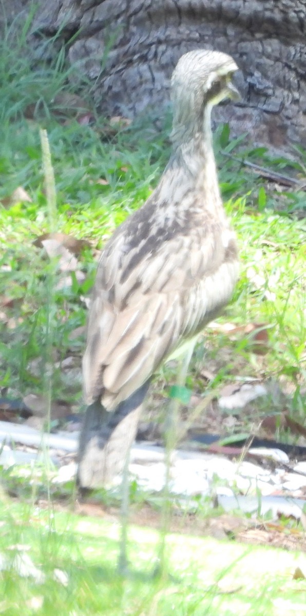 Alcaraván Colilargo - ML646733709