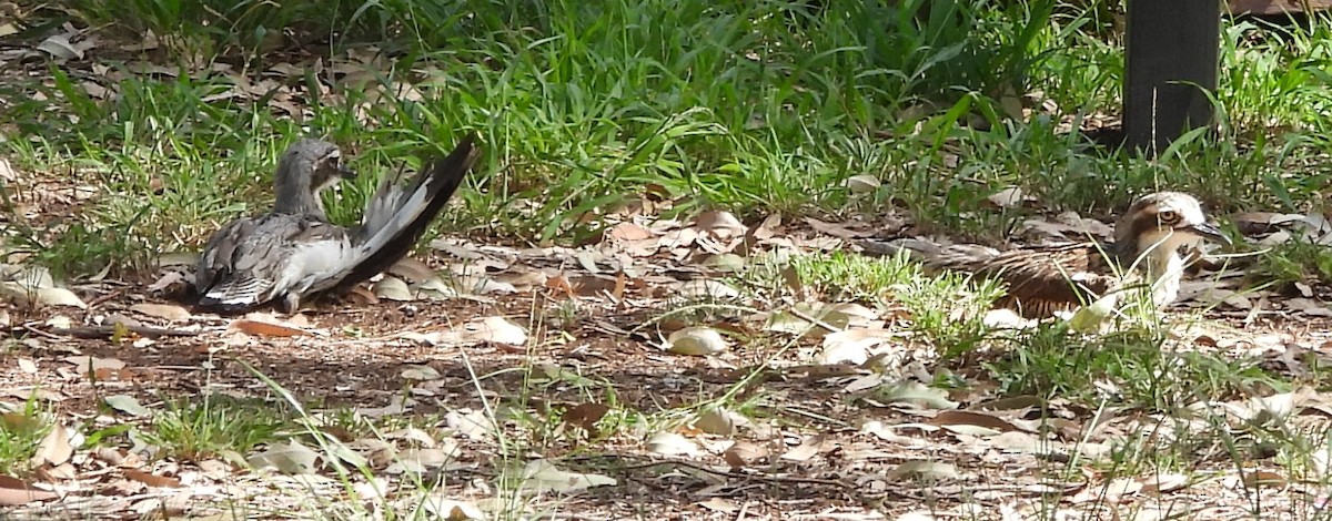 Alcaraván Colilargo - ML646733710