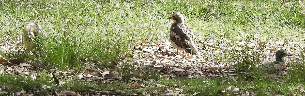 Alcaraván Colilargo - ML646733711