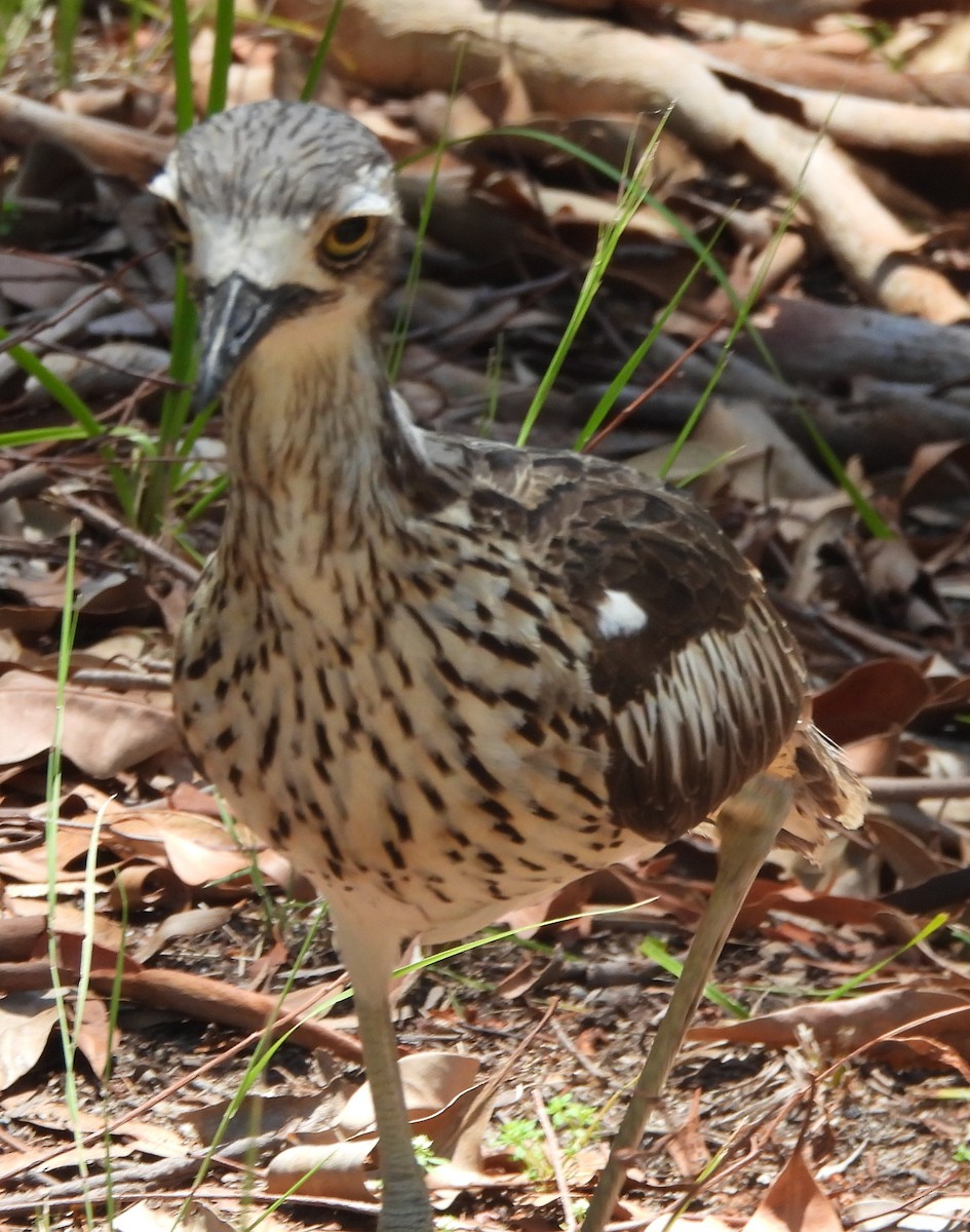 Alcaraván Colilargo - ML646733712