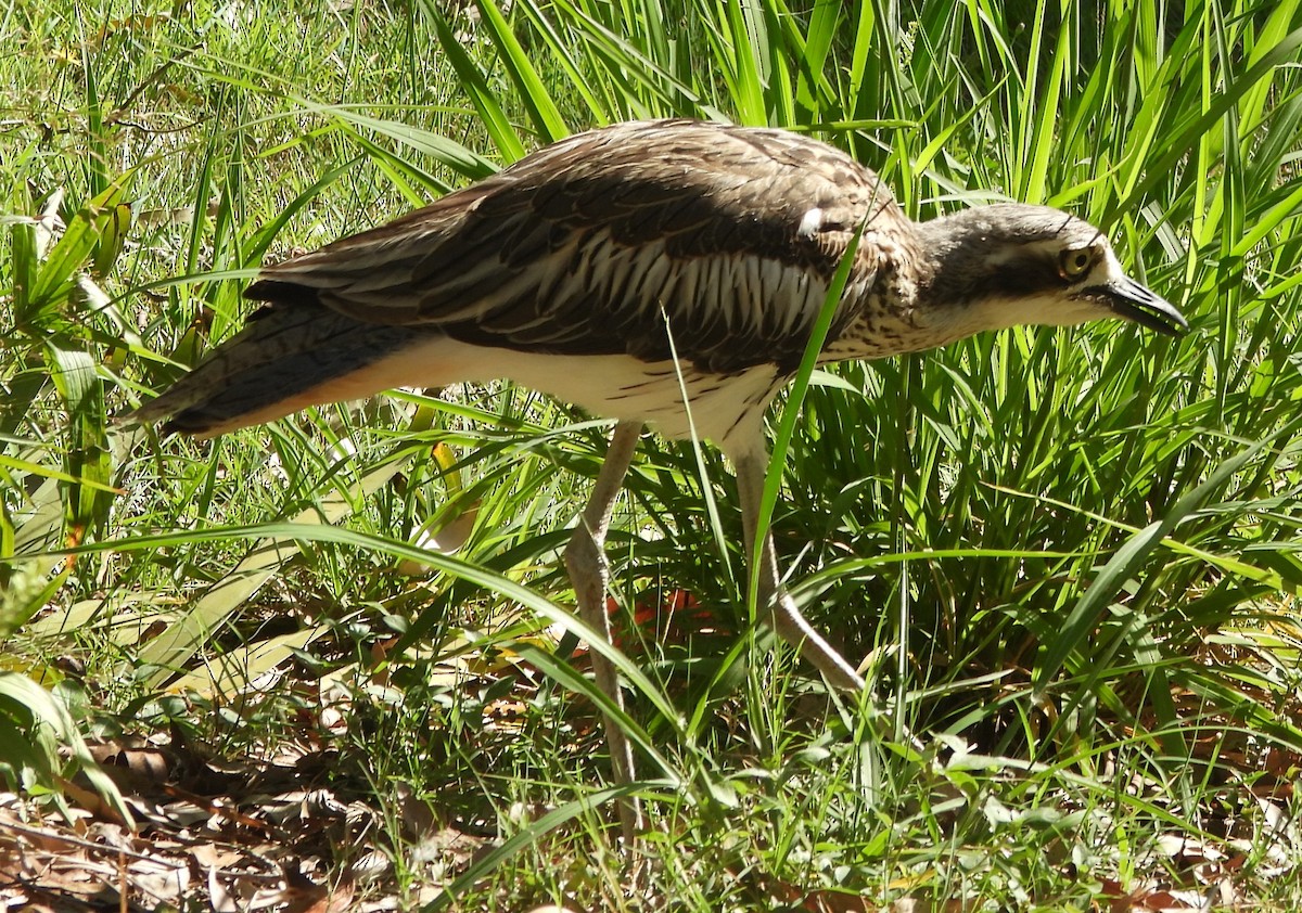 Alcaraván Colilargo - ML646733713