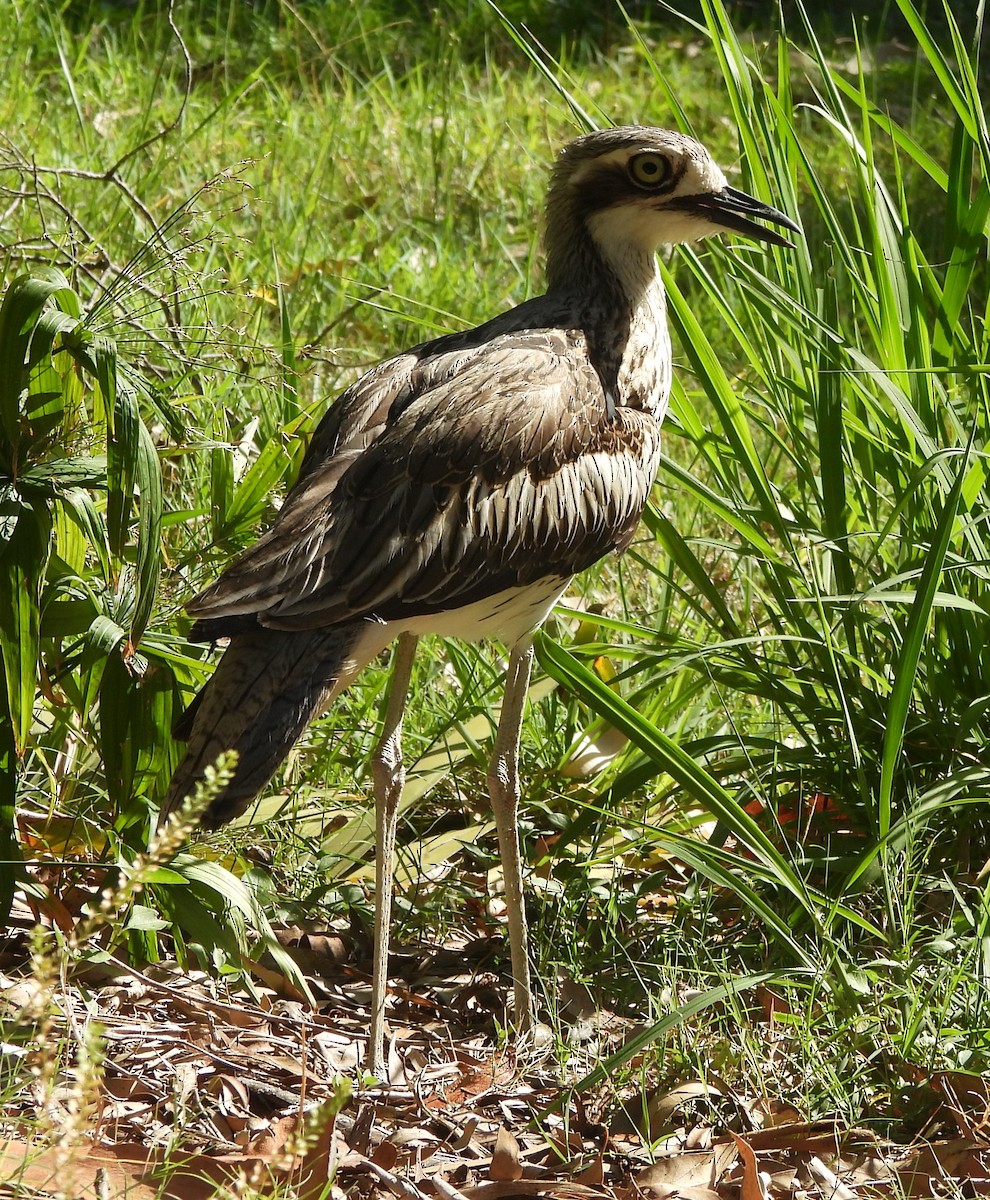 Alcaraván Colilargo - ML646733714