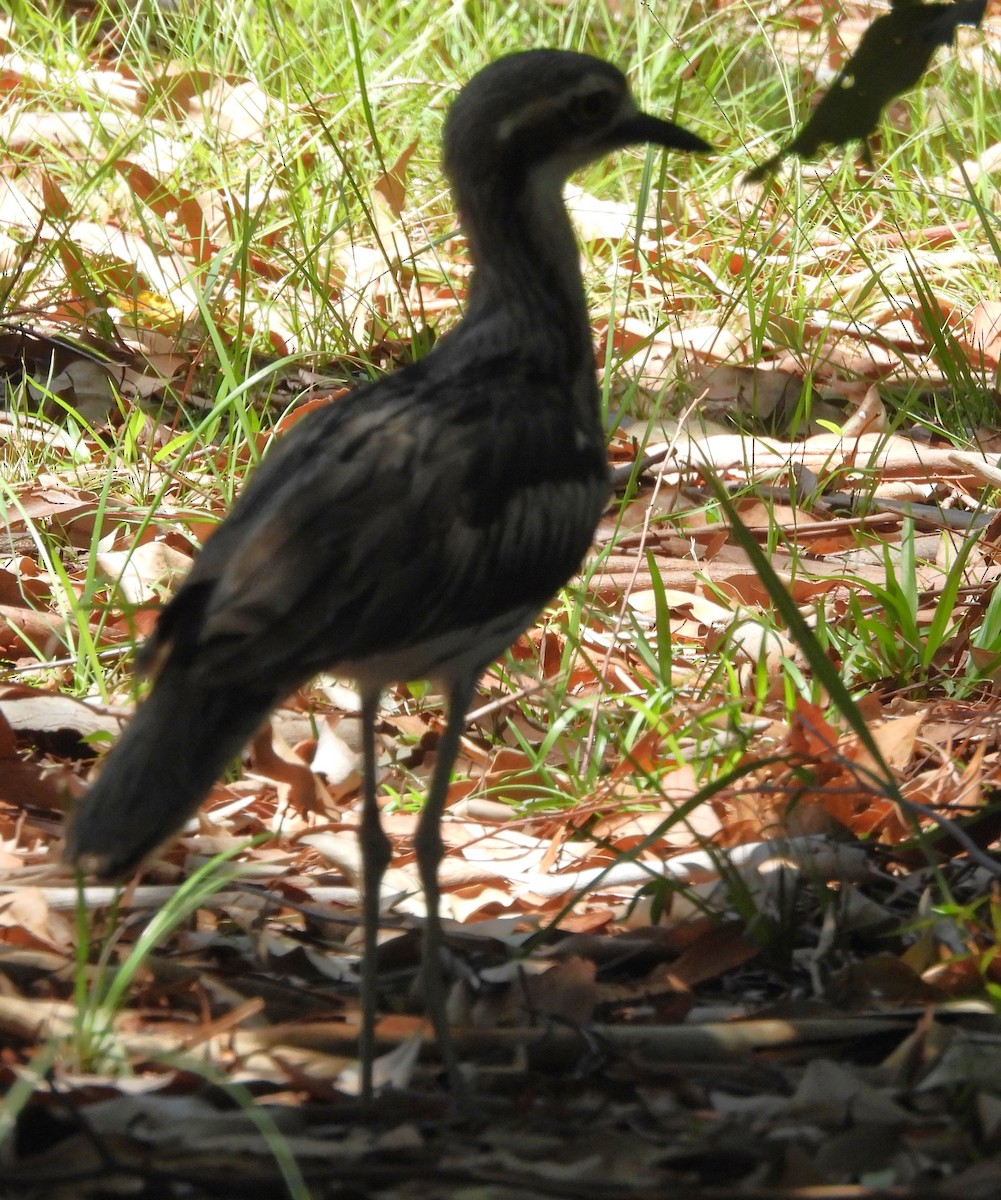 Alcaraván Colilargo - ML646733715