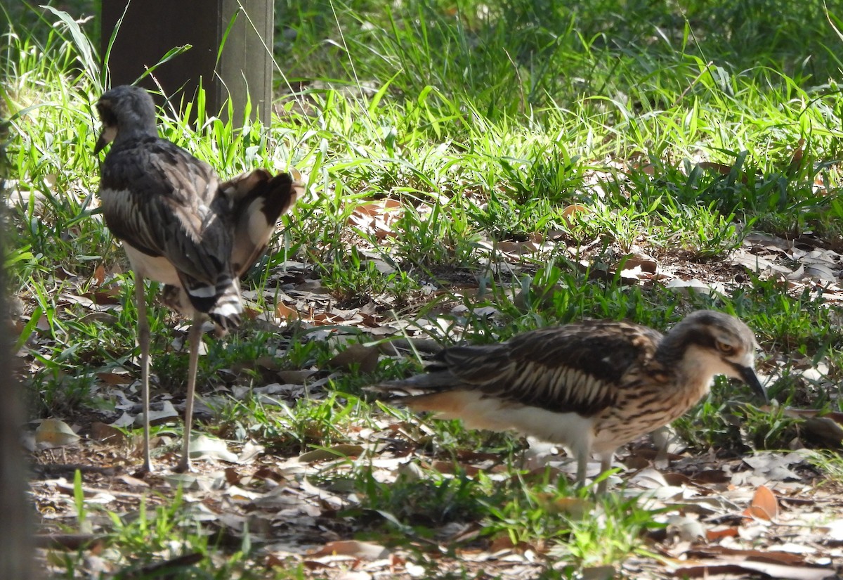 Alcaraván Colilargo - ML646733716