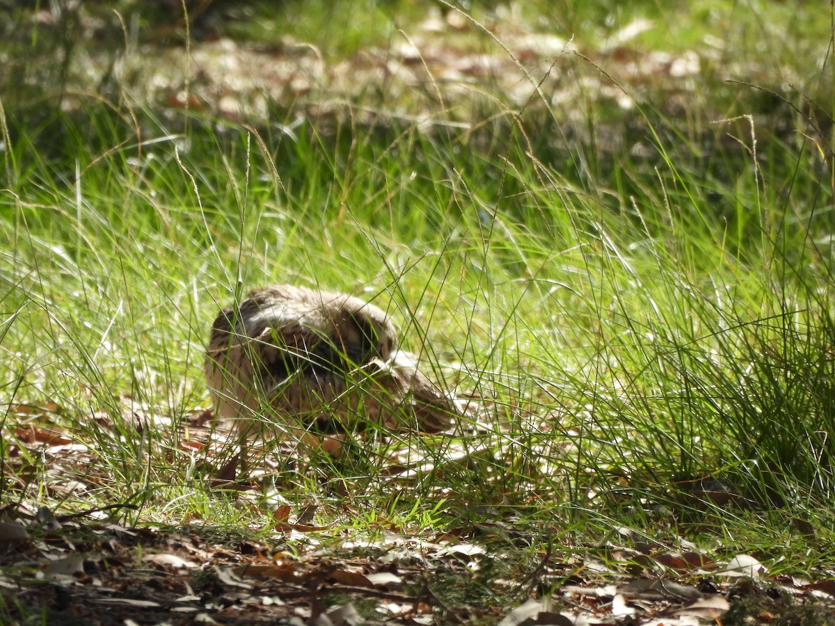 Alcaraván Colilargo - ML646733717