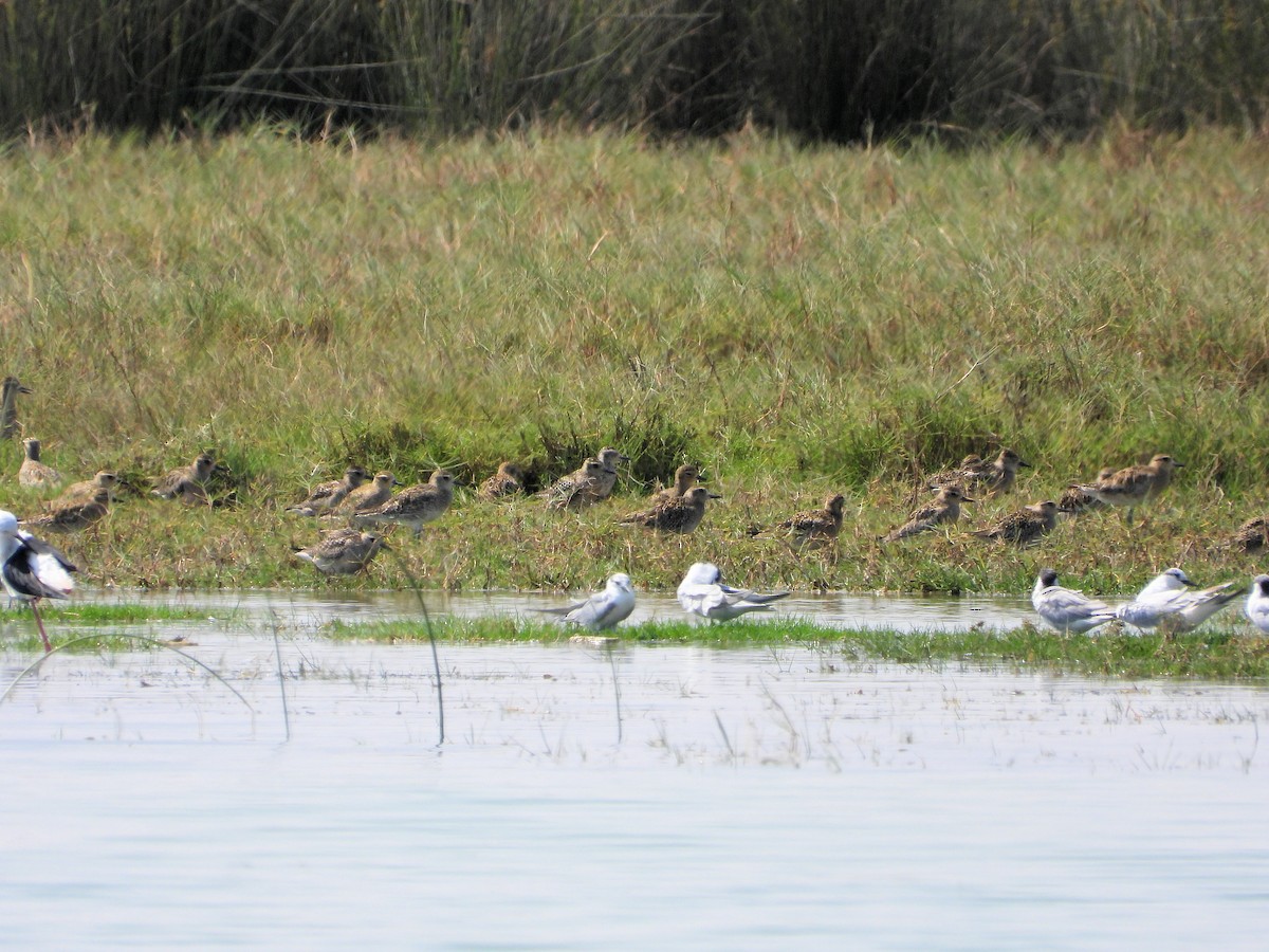 Chorlito Dorado Siberiano - ML646733718