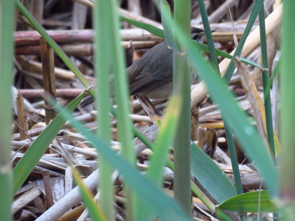 Bluethroat - ML646733719
